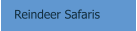 Reindeer Safaris